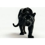 Pohlednice Černý panter – Hledejceny.cz