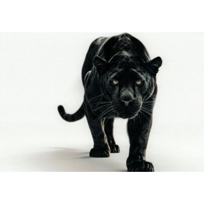 Pohlednice Černý panter – Hledejceny.cz