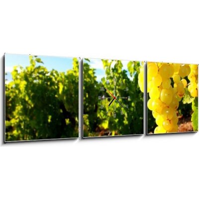 Obraz s hodinami 3D třídílný - 150 x 50 cm - La Vigne chomáč kultura bankovky – Zboží Mobilmania