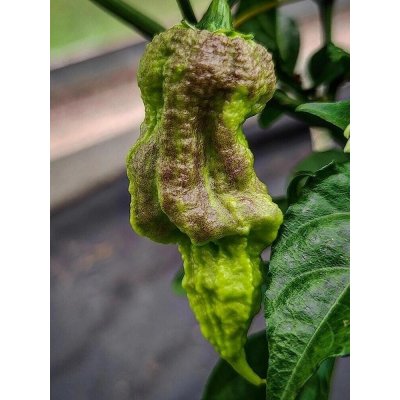 Semena 7 Pot Chernobyl Disaster – Hledejceny.cz