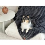 Exclusive Bed Voděodolná deka pro psa – Zboží Dáma