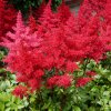 Osivo a semínko Čechrava Koblenz - Astilbe - hlízy čechravy - 1 ks