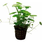 Hydrocotyle verticillata - Pupečník přeslenitý – Sleviste.cz