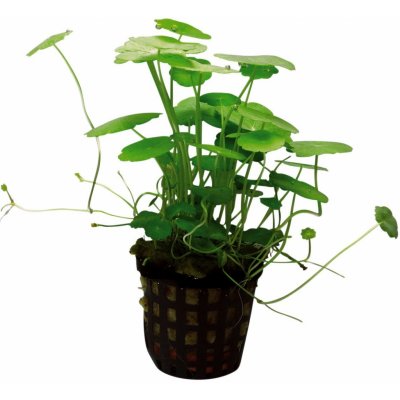 Hydrocotyle verticillata - Pupečník přeslenitý – Sleviste.cz