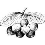 Alteya olej z Accai Berry 100% Bio 100 ml – Sleviste.cz