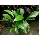 Anubias congensis round – Zboží Dáma