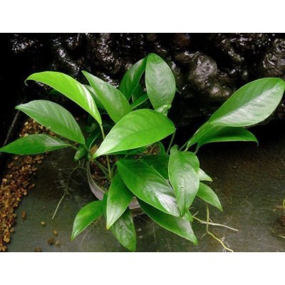 Anubias congensis round – Zbozi.Blesk.cz