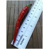 Osivo a semínko Cayenne Pepper Purple Long 18-CA4l-4-5 (chilli semena) 1 ks