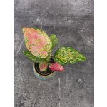 Aglaonema Lucky Red mini – Hledejceny.cz