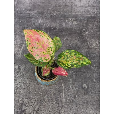 Aglaonema Lucky Red mini – Hledejceny.cz