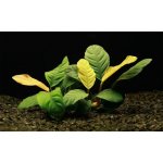 Anubias barteri var. coffeefolia – Zboží Mobilmania
