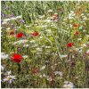 Osivo a semínko Luční květy na obohacení porostu - osivo Planta Naturalis - směs lučních květin - 10 g