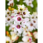 Duhovnice 'Hogard' 10 ks – Sleviste.cz