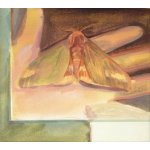 Markéta Kubešová, Můra, Malba na plátně, olejové barvy, 45 x 40 cm – Zboží Mobilmania