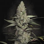 Paradise Seeds Wappa semena neobsahují THC 10 ks – Zboží Dáma