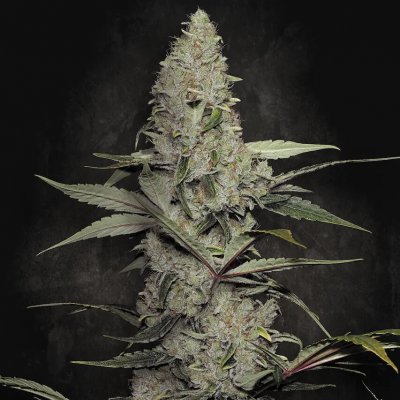 Paradise Seeds Wappa semena neobsahují THC 10 ks – Zboží Dáma