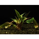 Cryptocoryne wendtii - Kryptokoryna Wendtova – Zboží Mobilmania