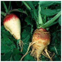 Semínka vodnice - Brassica rapa L. - Vodnice kulatá červenobílá - prodej semen - 0,8 gr