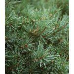 Zafido (distributor) Chvojí - borovice černá 10 kg – Zboží Dáma