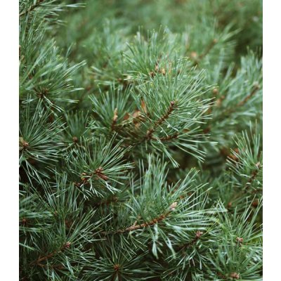 Zafido (distributor) Chvojí - borovice černá 10 kg – Zboží Dáma