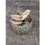 Tradescantia Albiflora Nanouk mini – Zbozi.Blesk.cz