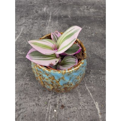 Tradescantia Albiflora Nanouk mini – Zbozi.Blesk.cz