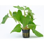 Houttuynia cordata - Touleň srdčitá – Zboží Dáma Houttuynia cordata - Touleň srdčitá – Zboží Dáma