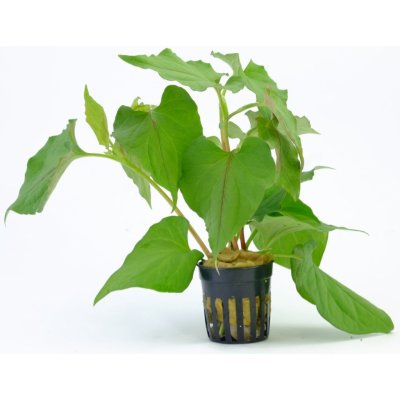 Houttuynia cordata - Touleň srdčitá – Zboží Dáma Houttuynia cordata - Touleň srdčitá – Zboží Dáma