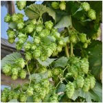 Chmel otáčivý - Humulus lupulus - semena chmelu - 8 ks – Hledejceny.cz