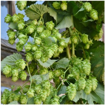 Chmel otáčivý - Humulus lupulus - semena chmelu - 8 ks – Hledejceny.cz