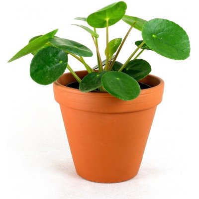 Gardners Pilea peperomioides, průměr 12-13 cm Chinese money plant, palačinková kytka – Zboží Mobilmania