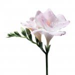 Giorgio Armani Sì parfémovaná voda dámská 30 ml – Hledejceny.cz