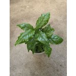 Coffea Arabica – Sleviste.cz