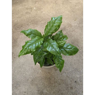 Coffea Arabica – Sleviste.cz