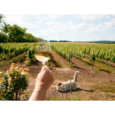 Na den vinařem: Od degustace vína po výrobu korbáčků – Zboží Mobilmania
