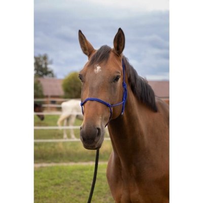 Provazová ohlávka NORTON Soft královsky modrá – Zboží Dáma