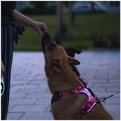 Aromin LumiPaws Svítící postroj – Zboží Dáma