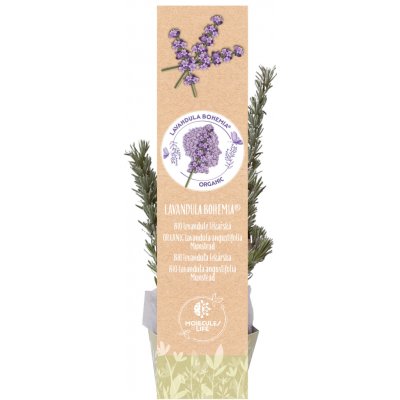 BIO Levandule Chodouňská SAZENICE levandule lékařská Angustifolia Munstead – Sleviste.cz