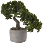 ASA Selection Bonsai cypřiš 24,5 cm – Zboží Dáma