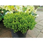 GREENBOSS FLOWER Hebe 'Green Globe' Průměr květináče: 9 až 12 cm – Zboží Dáma