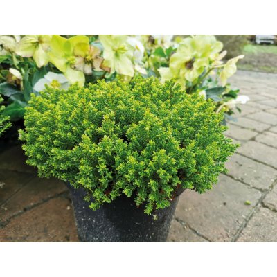 GREENBOSS FLOWER Hebe 'Green Globe' Průměr květináče: 9 až 12 cm – Zboží Dáma