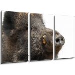 Obraz 3D třídílný - 90 x 50 cm - Wild boar, also wild pig, Sus scrofa, 15 years old Divoké prase, také divoké prase, Sus scrofa, 15 let – Hledejceny.cz
