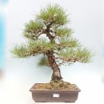 e-bonsai Venkovní bonsai - Pinus thunbergii - Borovice thunbergova – Hledejceny.cz