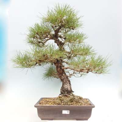 e-bonsai Venkovní bonsai - Pinus thunbergii - Borovice thunbergova – Hledejceny.cz