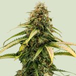 Royal Queen Seeds Epsilon F1 AUTO semena neobsahují THC 3 ks – Zbozi.Blesk.cz