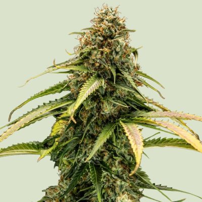 Royal Queen Seeds Epsilon F1 AUTO semena neobsahují THC 3 ks – Zbozi.Blesk.cz