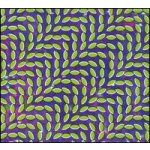 Animal Collective - Merriweather Post Pavilion CD – Zboží Dáma
