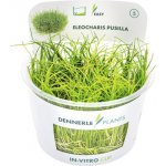 Eleocharis pusilla – Zboží Dáma