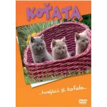 Koťata DVD – Sleviste.cz
