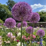 Okrasný česnek 'Giganteum' 1 ks – Zboží Dáma